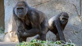 全球首例非人类接种：圣地亚哥9只大猩猩打了新冠疫苗