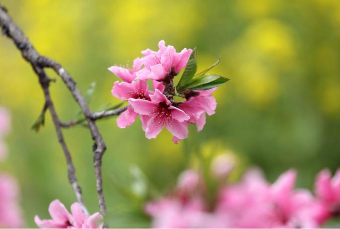 三月桃花灼灼其華