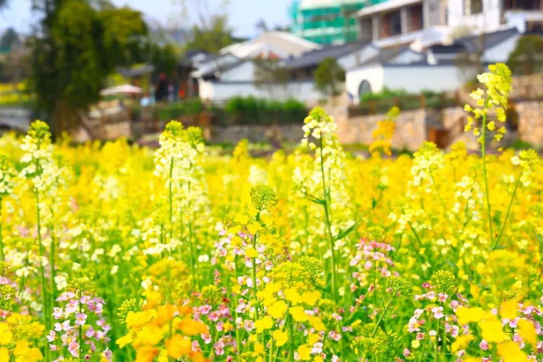 五彩斑斓的油菜花可曾见过就在两江新区