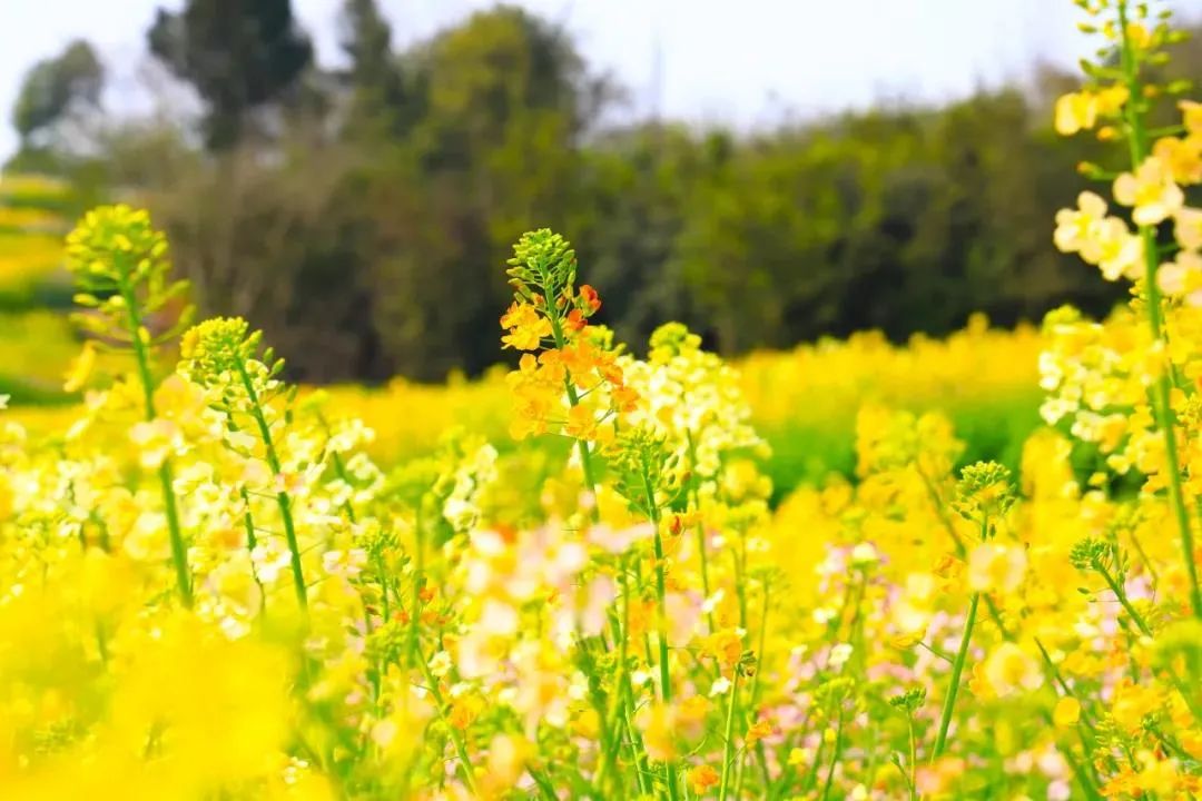 两江龙湾公园油菜花图片