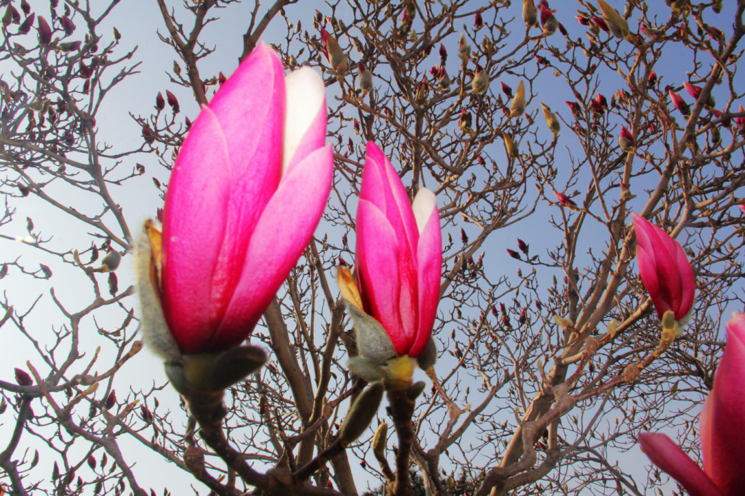 泰安新甫山玉兰花含苞待放你不来我不开