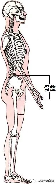 長期久坐可能會盆骨前傾用這些辦法測試你中招了嗎