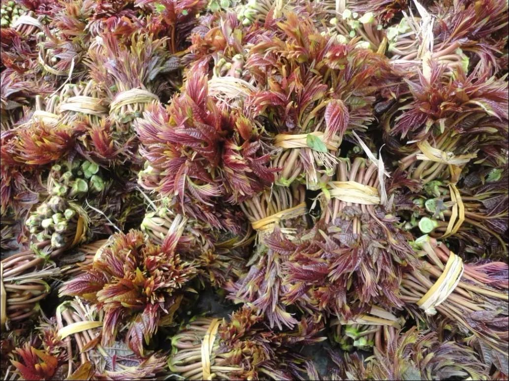 香椿煎蛋神仙不换