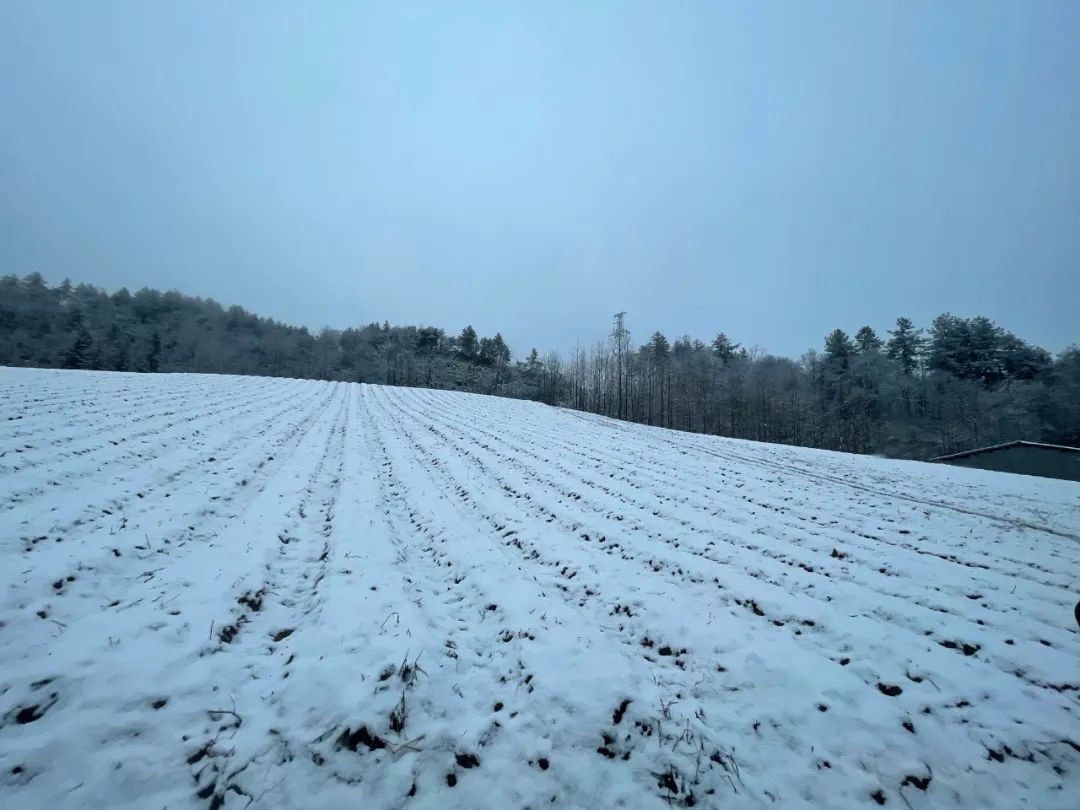 哇椿木營又下雪噠