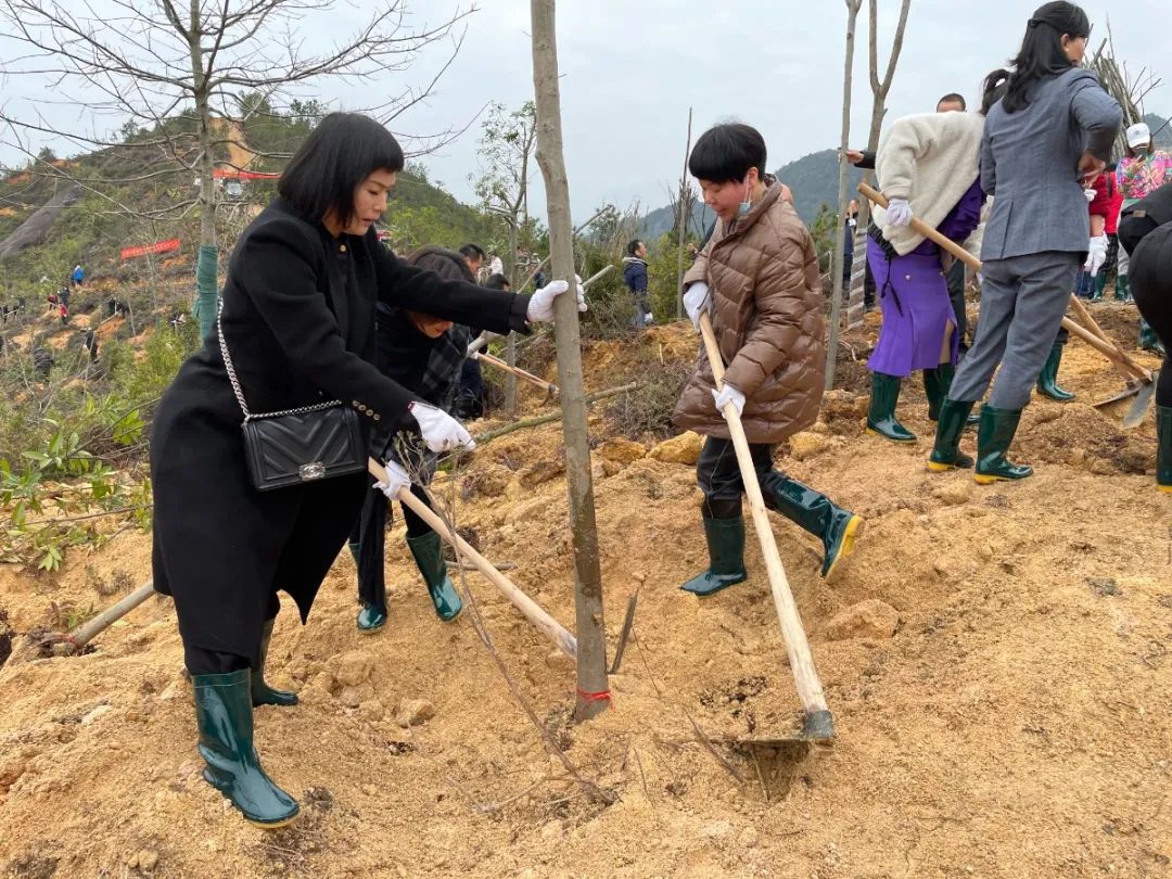 为助力全民义务植树活动,3月8日,县妇联组织青田县女企联和全国省市