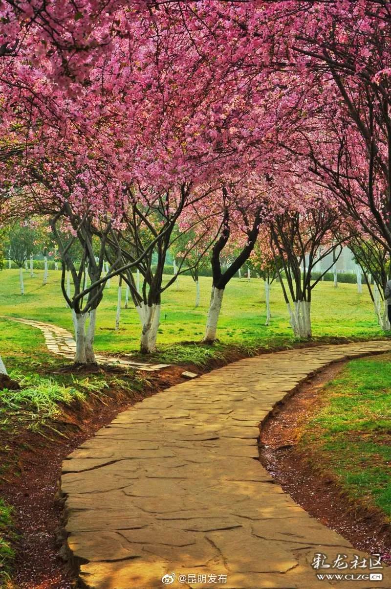 春天的昆明美到爆小布邀您一起绘制昆明最美赏春地图
