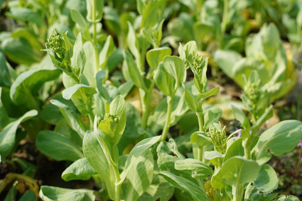 菜苋吧~看来香椿是吃不起了更是冲上热搜微博话题#上海香椿卖到90元