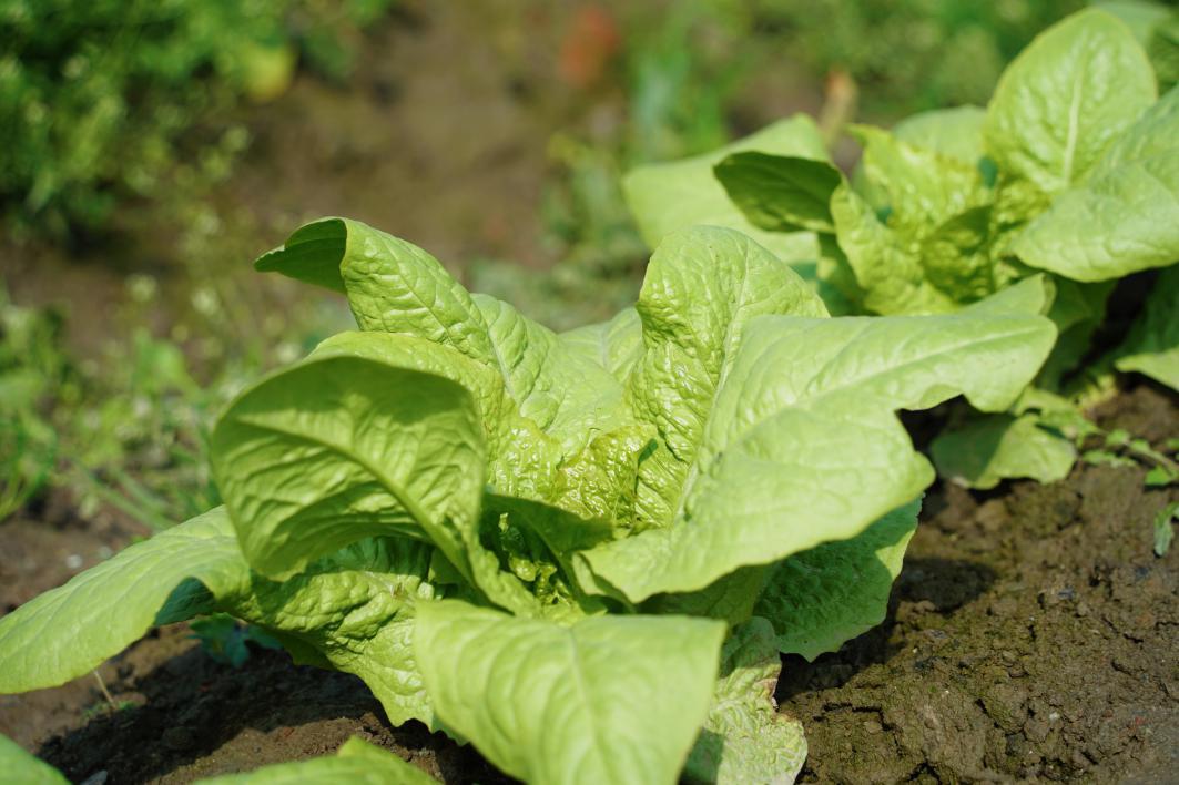 方夏小菜园迎来新一波采摘,新鲜的菜苋纷纷上了市民的餐桌.