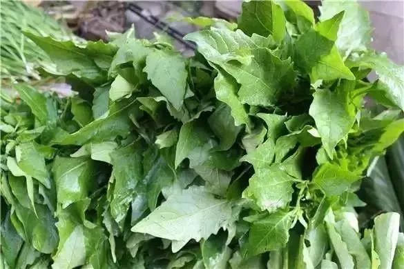 菜凉苦麻菜,根可入药,菜蔬主要食用嫰茎和叶,腊肉汤配上豆米煮吃或炒