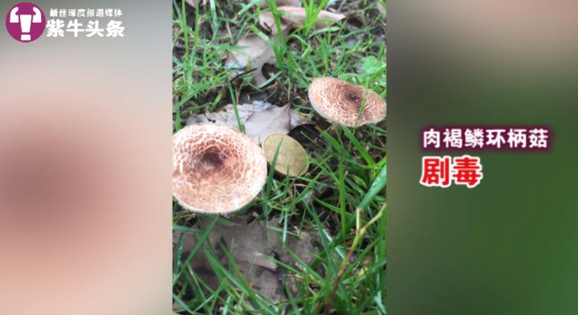 肉褐鳞环柄菇中毒案例图片