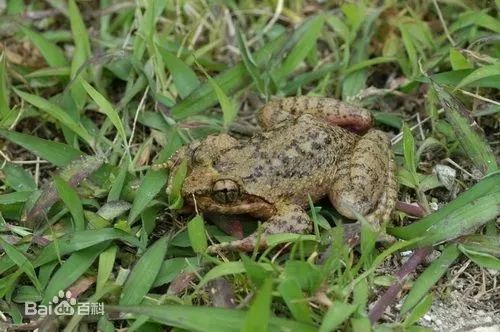 國家二級重點保護動物俗稱