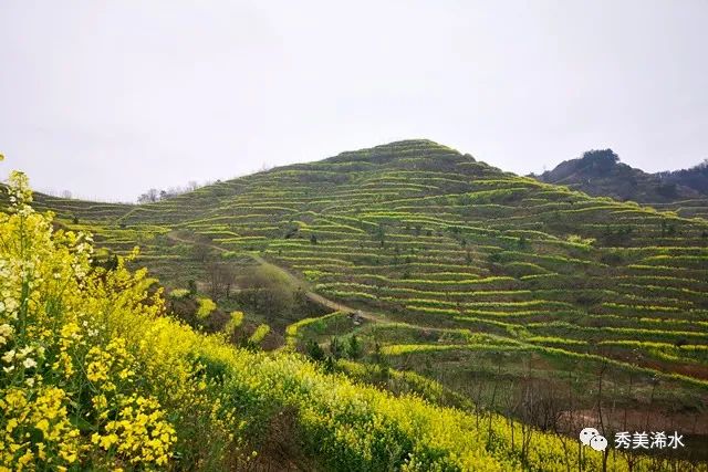 浠水春游打卡地城山梯田油菜花海