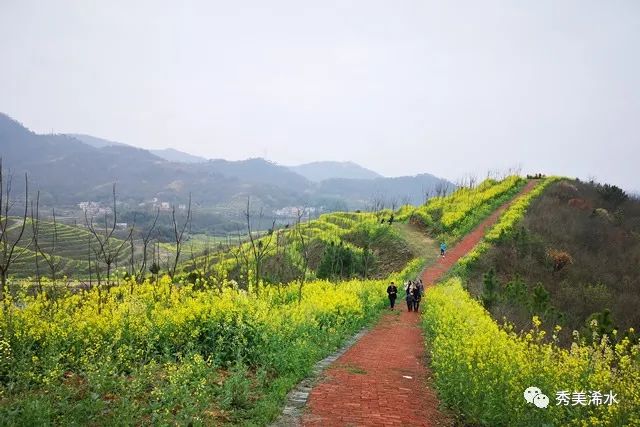 浠水春游打卡地城山梯田油菜花海