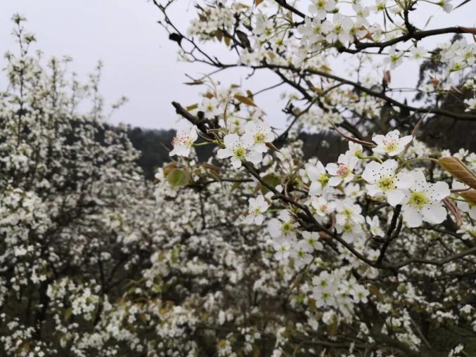 距离隆昌城区17公里有一片花海正竞相绽放