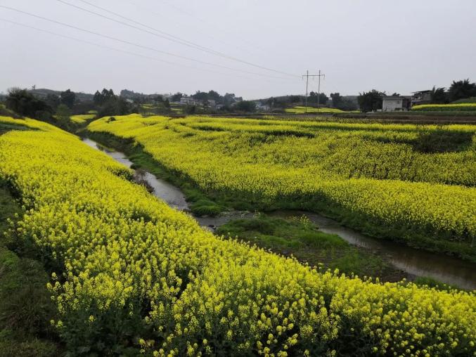 距离隆昌城区17公里有一片花海正竞相绽放