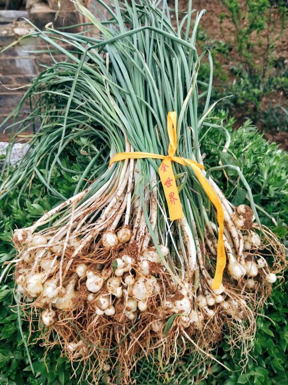 香椿春笋蕨菜贵州人你们喜欢吃的春菜上线了