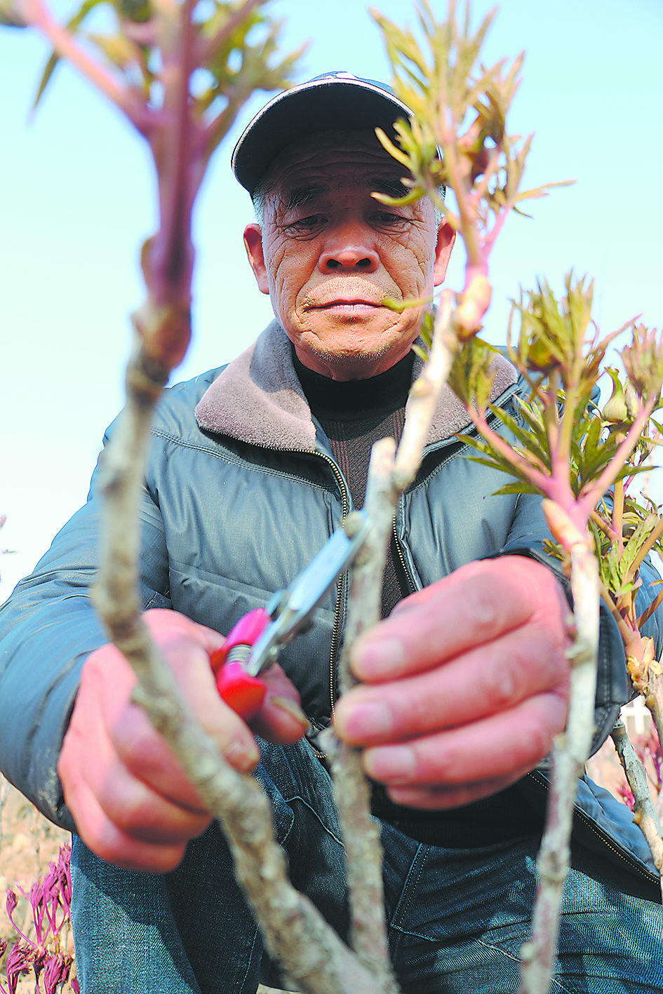 暖春翘蕾花农忙 只为芳香漫花都