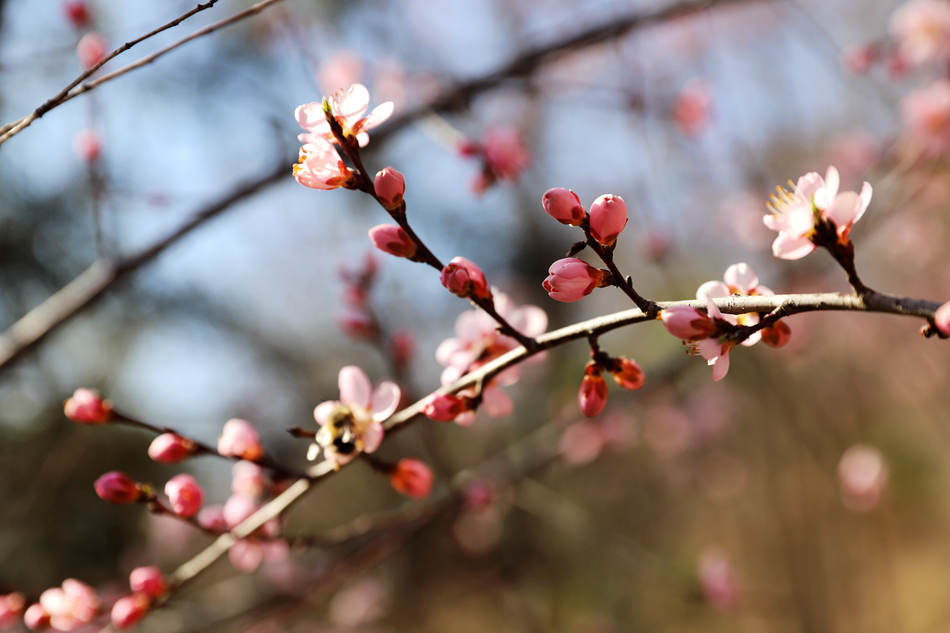 图 | 早春花枝俏,清水桃花朵朵开