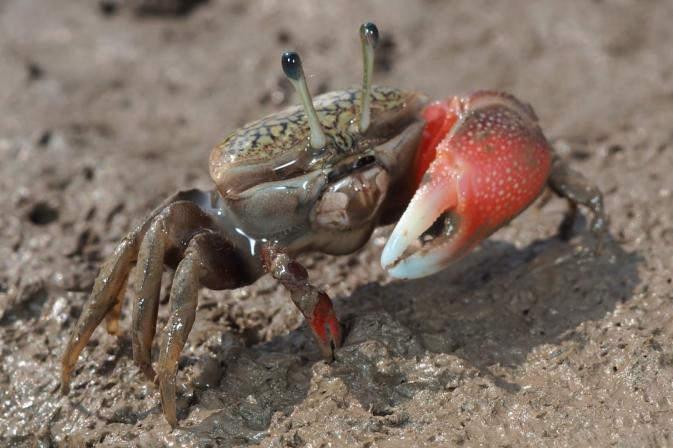 钱不一定能生钱但钳真的可以生钳