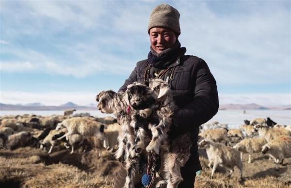 走向春天冰湖上的羊群出岛记