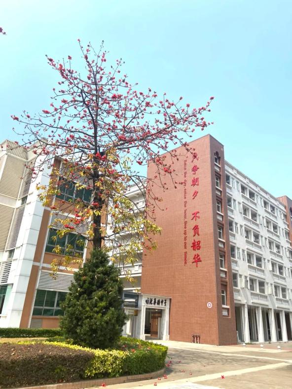 近期,顺德华侨中学校园内数棵木棉树相继开花,红艳艳的花朵格外鲜艳