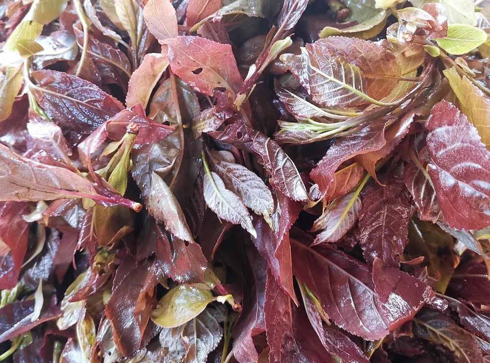 春天来芒市实现野菜自由吧