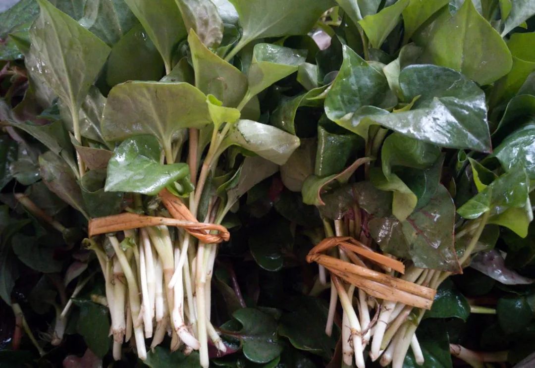 鱼腥菜野芹菜春天,来芒市吧,无论是在街市上购买还是到山野间寻获,总