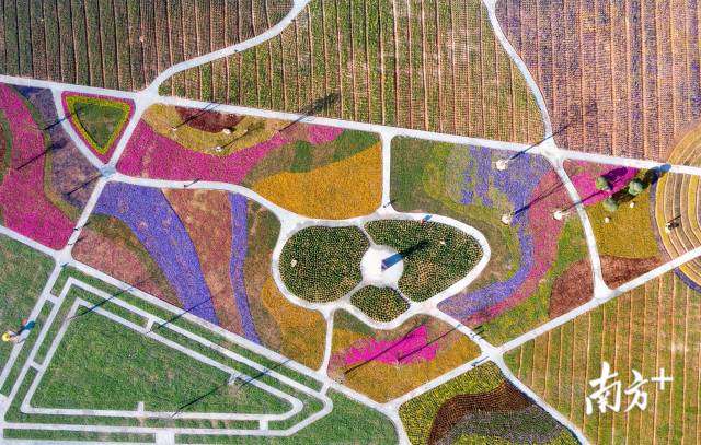 海滨公园春禧主题盆花木头冲村鹤道花海海天公园格桑花海一年四季中