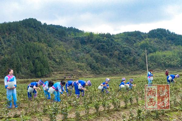 春日好风景:龙山县靛房镇万亩白茶采摘见收益