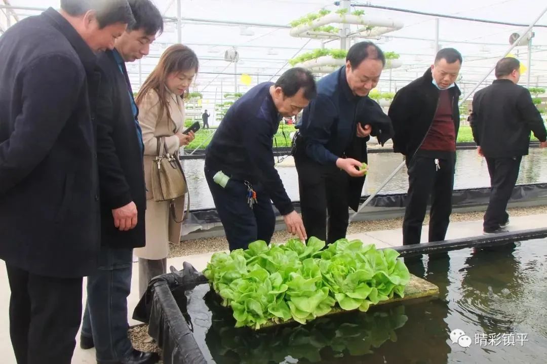 鎮平觀摩團到內鄉牧原集團參觀學習