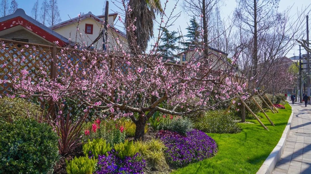 桃花再次绽放龙华革命精神永传承
