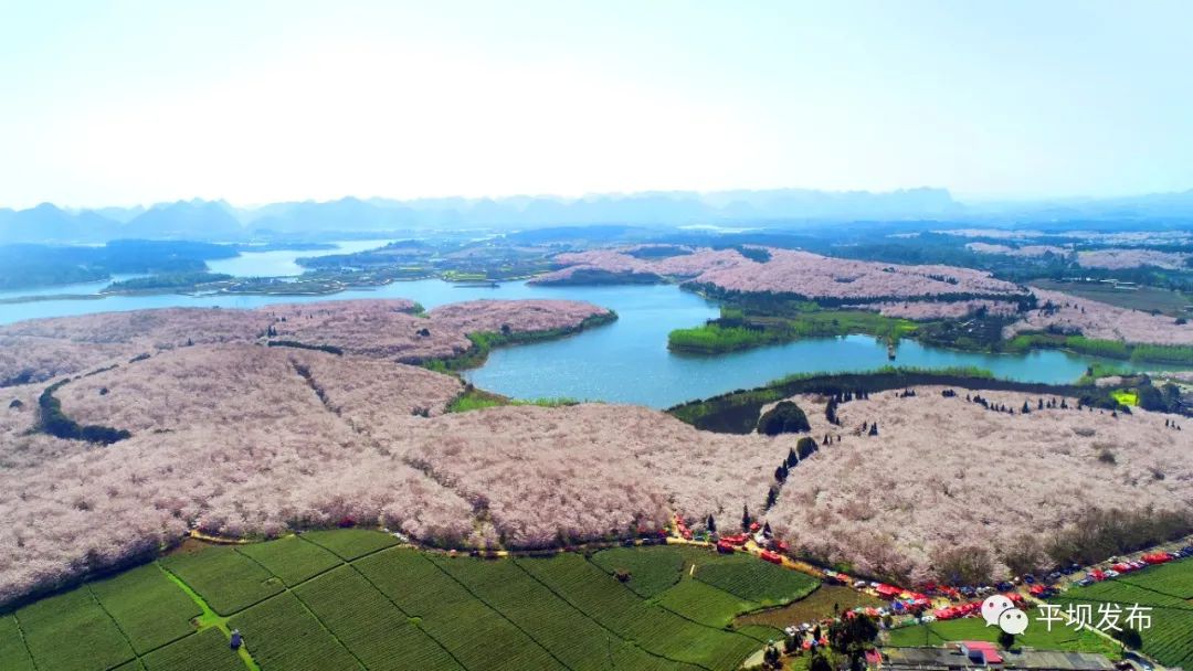 平坝樱花全景图片