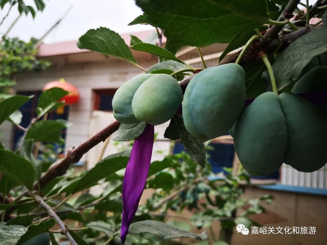 在"归园田居·塔湾村"寻个农家小院 惬意切换乡村与城市生活