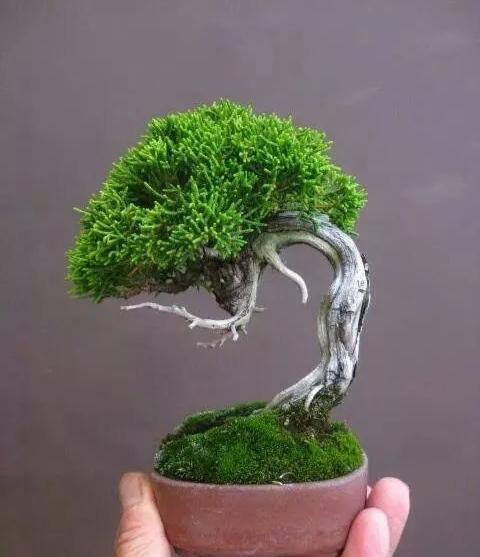 【免费报名】3月"园艺大讲堂"继续开讲,教您打造微型盆景