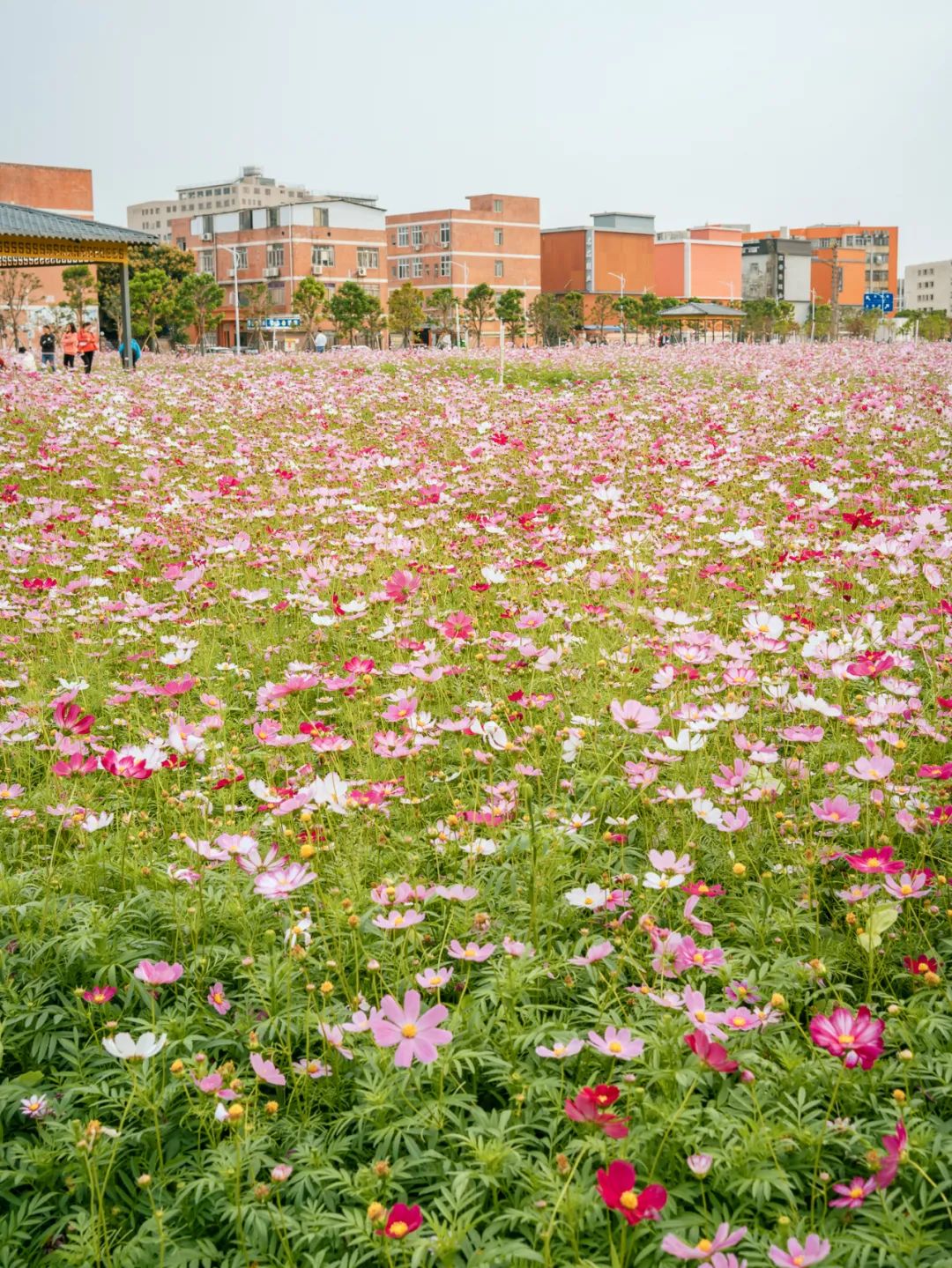 廣佛交界現大片波斯菊花海還有網紅彩虹牆與你相約浪漫春日