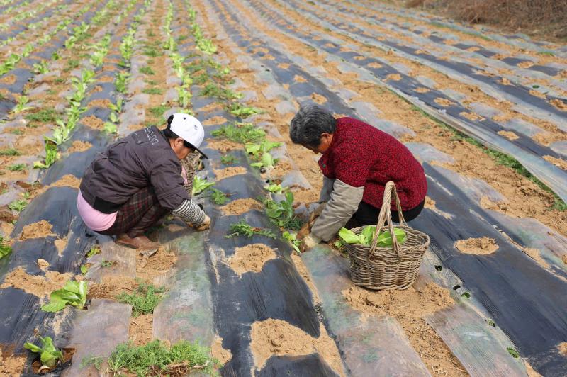 村民栽種大白菜種苗.