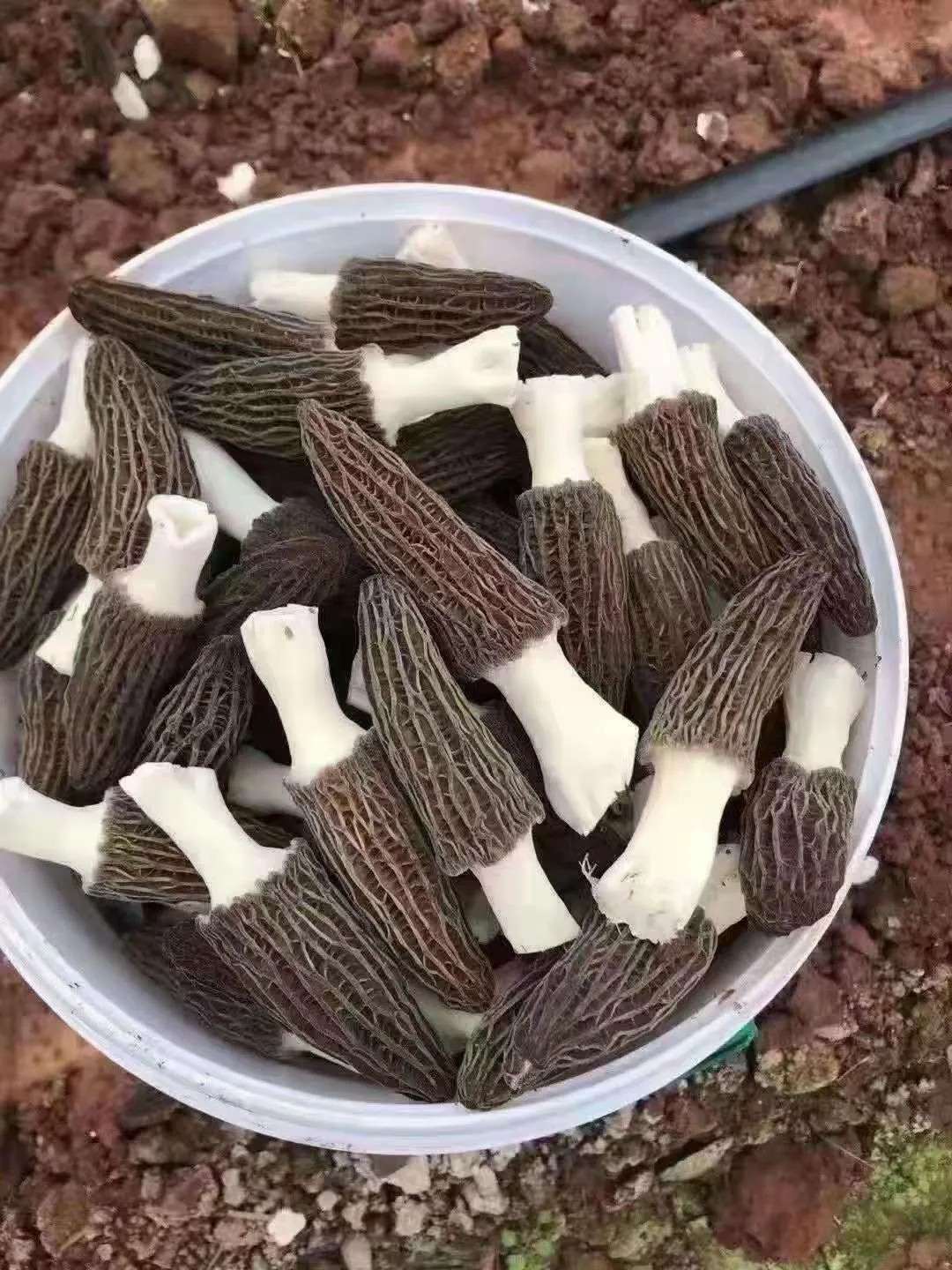 天津市武清区长相似羊肚的蘑菇你见过吗