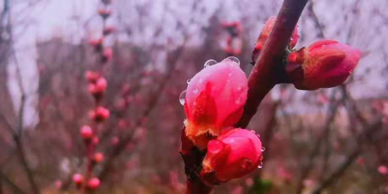 图桃红复含宿雨柳绿更带朝烟