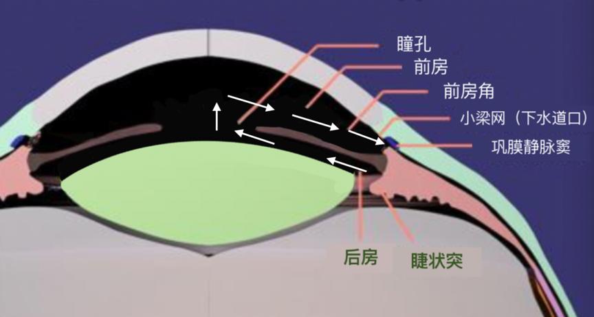 里的"房水循环"科普课堂02王阿婆十分困惑"我只听说过白内障或青光眼