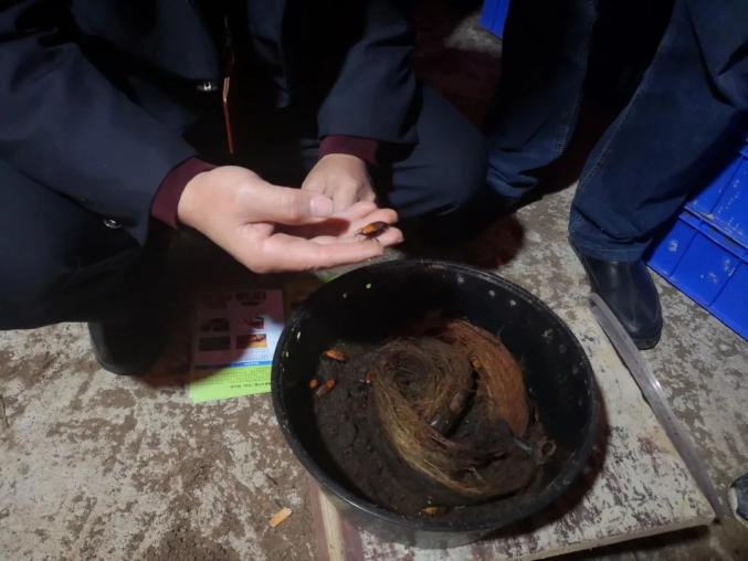 你以为的竹虫也许就是国家禁养的物种武宣检察院联合相关部门开展锈色