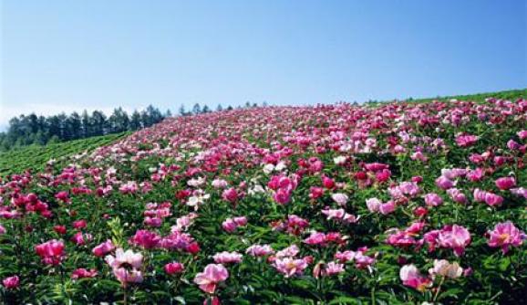 赤壁葛仙山,咸安區大幕山和崇陽縣柃蜜小鎮荊門:京山市茶花源景區