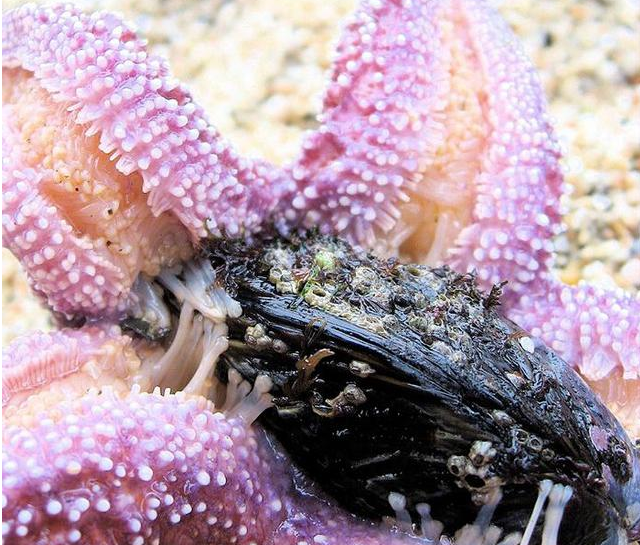 海里追星青岛红岛附近海星泛滥吞食蛤蜊海蛎子