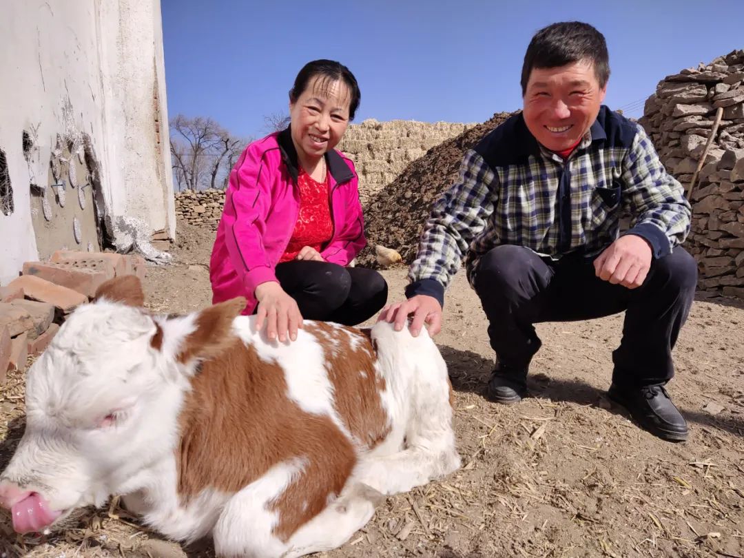 致富经养牛农村媳妇图片