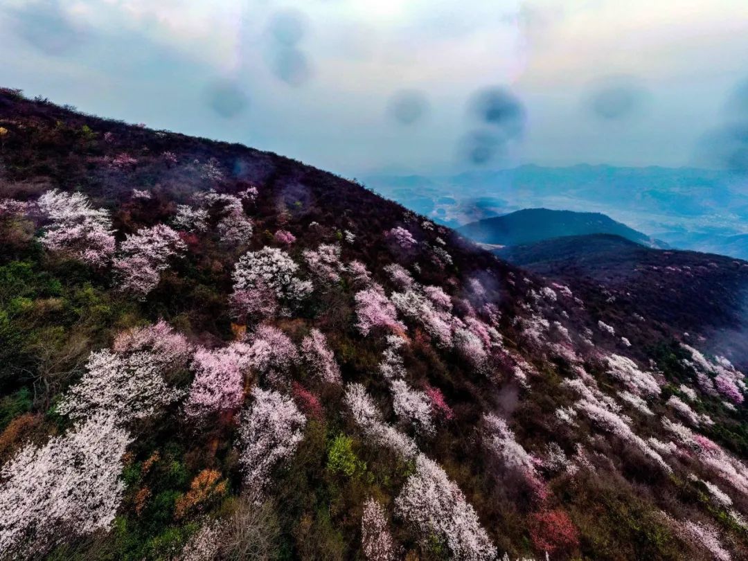 鄂王城生态文化园,沼山金竹谷,大冶保安桃花4玫瑰花观赏地茗山乡花海