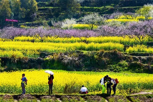 鄂王城生態文化園,沼山金竹谷,大冶保安桃花4玫瑰花觀賞地茗山鄉花海