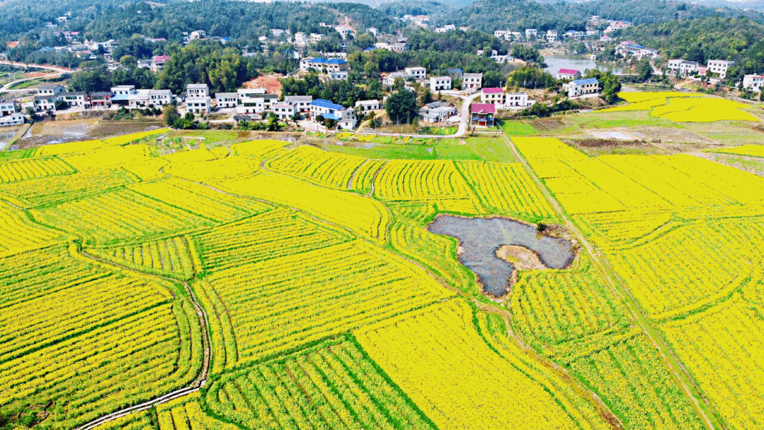 就在明天第六届含浦油菜花节等你来打卡