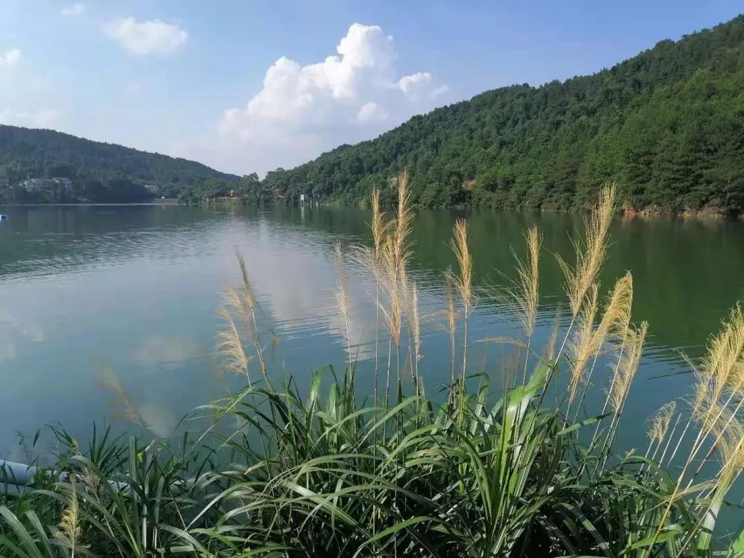 金剛鎮,金聲村,中洲片金剛鎮,金聲村,中洲片金剛鎮永安鎮,老種子博覽