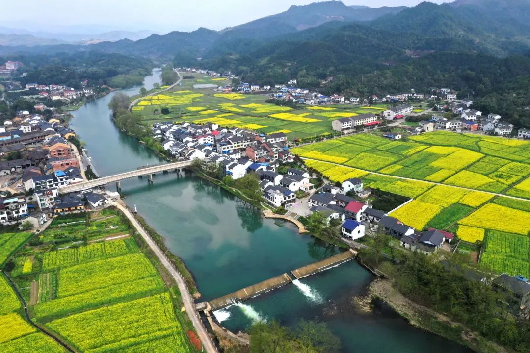 油菜花田永和镇永和镇,佳成村,花木基地大围山镇大围山镇,浏阳河源头