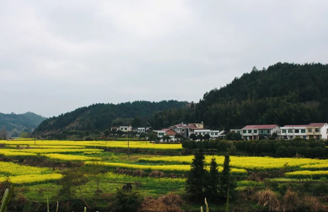 高坪镇,石湾村高坪镇,南车湾高坪镇,株树桥村高坪镇,株树桥村阳春三月