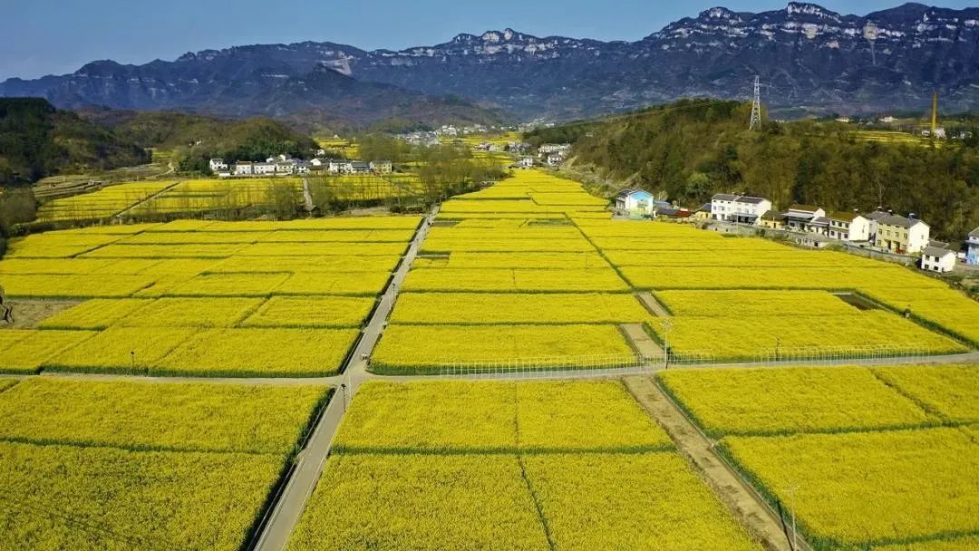 符号,油菜花田,农耕风情与乡村村落融为一体,可谓风情万种,车行田垄上